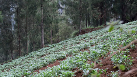 Terraced cliff side farming with green crops and pine trees on a misty hillside landscapeの写真素材