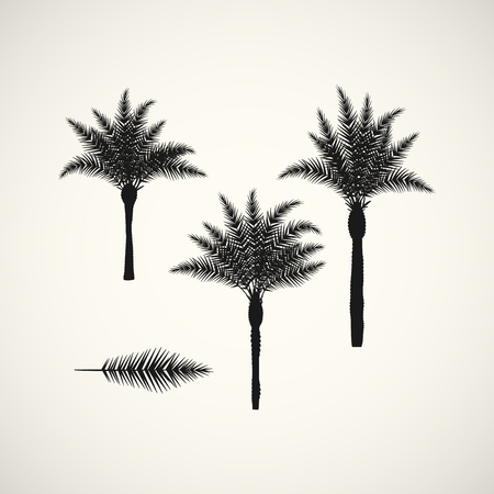 palm silhouettes on the white background.のイラスト素材