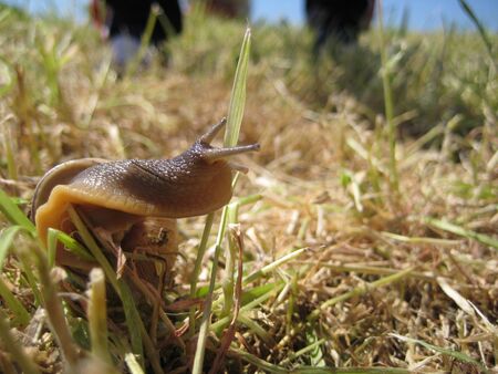 snailの写真素材