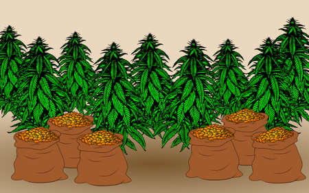 cannabis marijuana farm field plant designのイラスト素材