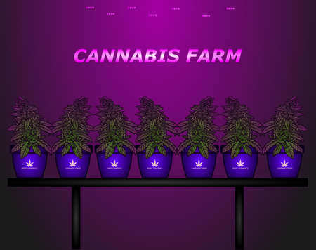 cannabis marijuana indoor plant farm with light uvのイラスト素材