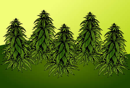 Cannabis Marijuana Plant farm fields designのイラスト素材