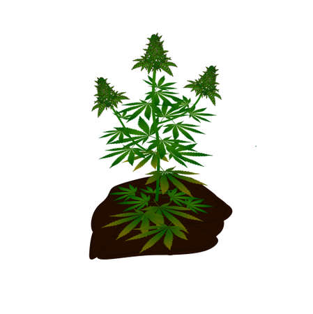 Cannabis marijuana Tree plant vector ready to use and edit for your content designのイラスト素材