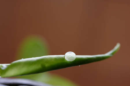 A close up of a water drop in a green leaf