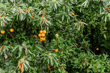 orange tree closeup with oranges on its branches