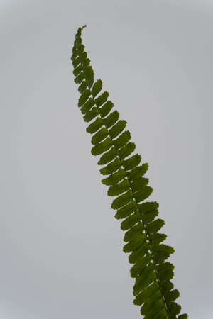 green fern leaf isolated on light backgroundの写真素材