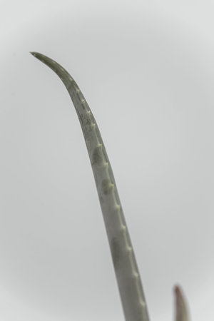 Aloe Vera isolated on a soft bacground