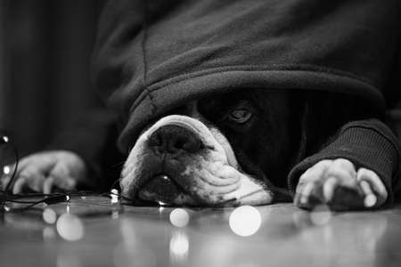 hooded boxer dog reper. Black and whiteの写真素材
