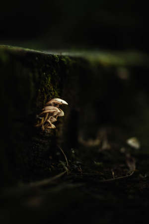 light mushrooms attached to a forest trunkの写真素材