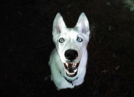 White Siberian husky portrait looking at camera