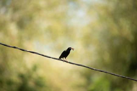 A small bird perched on a tree branch