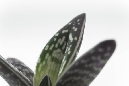 close up of a succulent plant leaf on light backgroundの写真素材