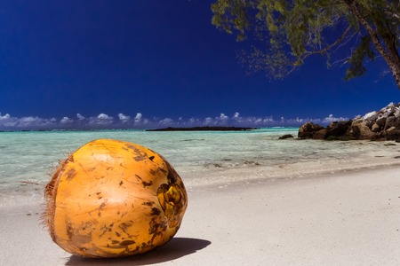a ripe orange (unpeeled) coconut on a sandy beach, Mauritiusの写真素材