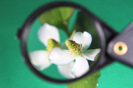 houttuynia cordata and magnifying glass