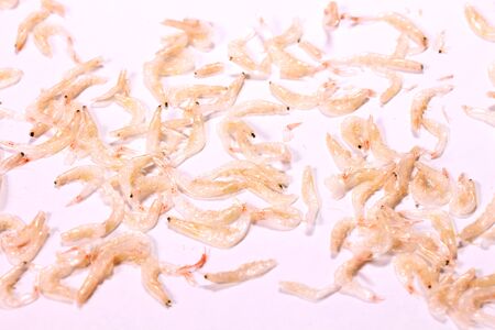Dried shrimp on white background