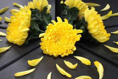 Yellow chrysanthemum flower reflecting in the mirror