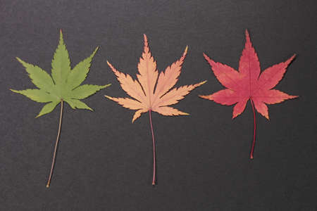 Pressed leaves of maple on black backgroundの写真素材