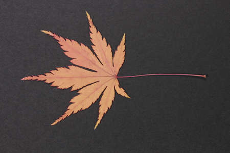 Pressed leaf of maple on black backgroundの写真素材