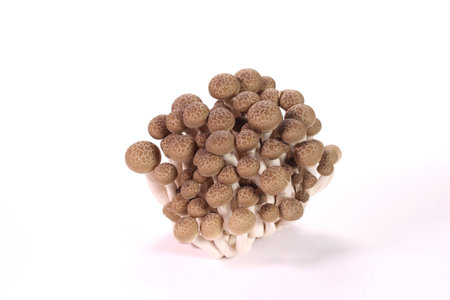 Brown Shimeji mushrooms on white background.の写真素材