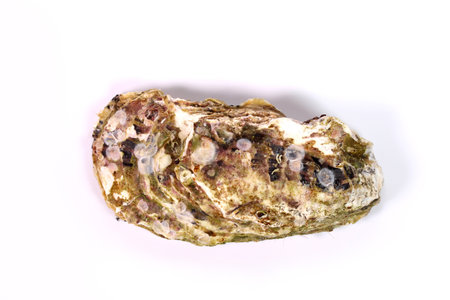 Fresh oyster on white background, top viewの写真素材