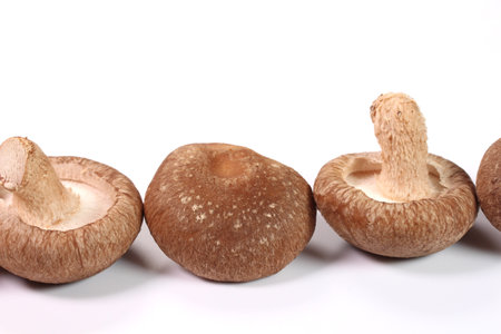 Shiitake mushrooms on a white backgroundの写真素材
