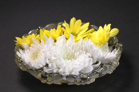 Chrysanthemum flowers on a glass plate on black backgroundの写真素材