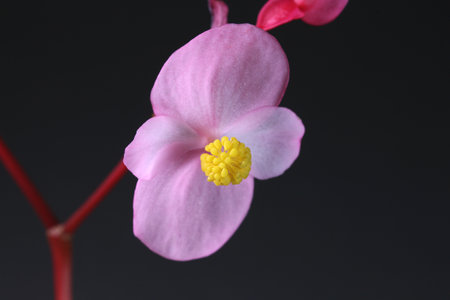 Shukaido flowers (Begonia grandis) close upの写真素材