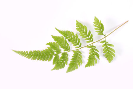 Fern leaf on white background, close upの写真素材