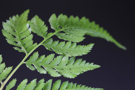 Fern leaf on black background, close upの写真素材