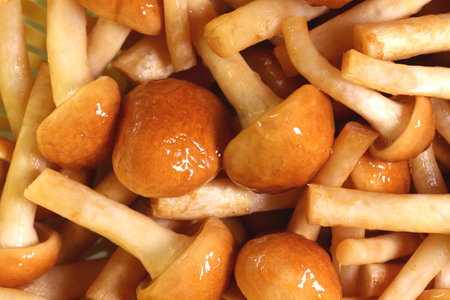 Homegrown nameko mushrooms in a colander, close upの写真素材