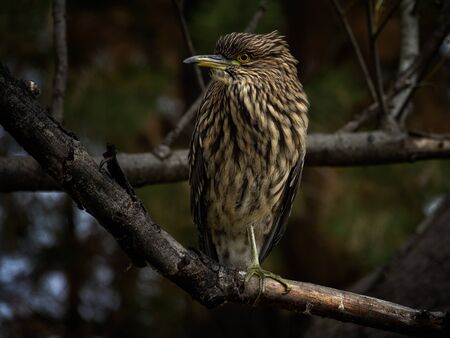 Black-crowned night heron posing on a tree branch. This bird is also known in Argentina as Garza Brujaの写真素材