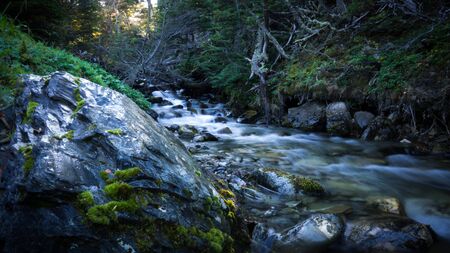 Little stream into the forest. Water effect with long exposure. There are many rocks covered with moss and some trees and dry branches.の写真素材