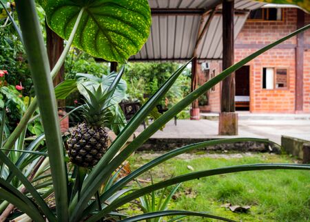 Pineapple plant with a fruit among its branches. In the background a playground with varied vegetationの写真素材