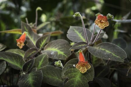 Beautiful flowers from Ecuadorian forestsの写真素材
