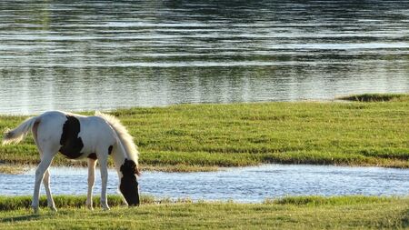 White and brown horse eating grass on the shore of a river. There is a beautiful river behindの写真素材