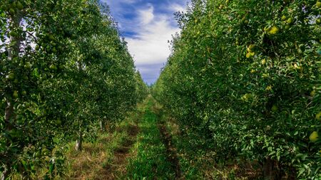 row of pear trees. Several pears are seen hanging from the tree branches. Sunny day at the farm.