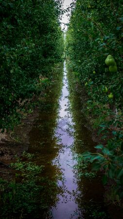 Water ditch in the middle of pear trees. Several pears are seen hanging from the tree branches. Agriculture pictureの写真素材