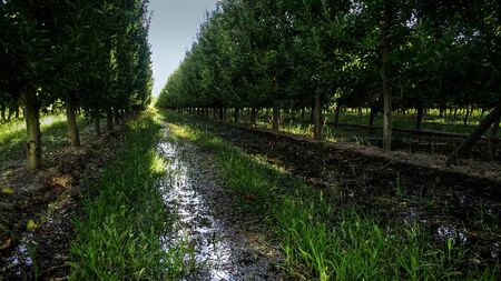 Row of apple trees on a farm. The soil is full of waterの写真素材