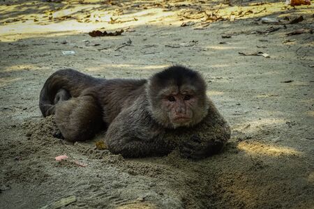 Adult male capuchin monkey lying on the beach and playing with sand. Misahualli, Ecuadorian Amazon.の写真素材