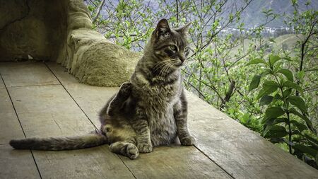 Adorable cat sitting on a wooden balconyの写真素材