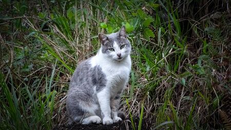 Cute kitty sitting on a countryside full of vegetationの写真素材