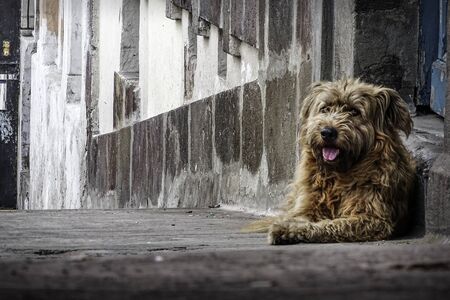 Street brown dog, average size posing on an old porch. Street photographyの写真素材