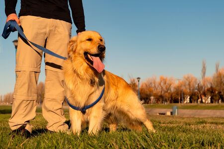 Golden Retriever dog posing in a park with his trainerの写真素材