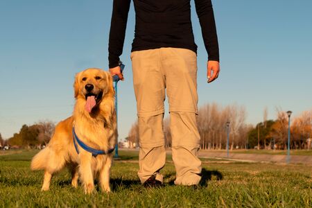 A man with his dog Golden Retriever race walking in the parkの写真素材
