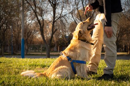 Golden Retriever outdoor training processの写真素材