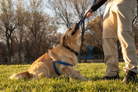 A golden retriever dog fighting the leash with his trainerの写真素材