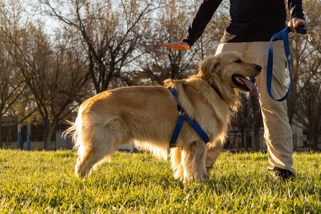 A dog trainer training a golden retriever dog at a parkの写真素材