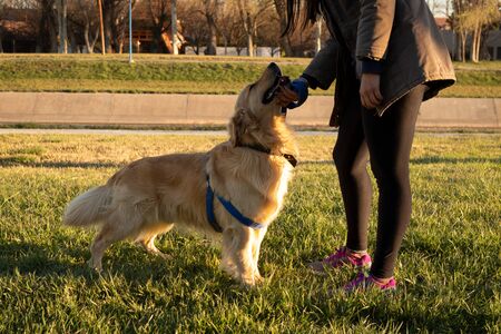 A woman petting her golden retriever dog. The dog is  smiling and seems very happyの写真素材