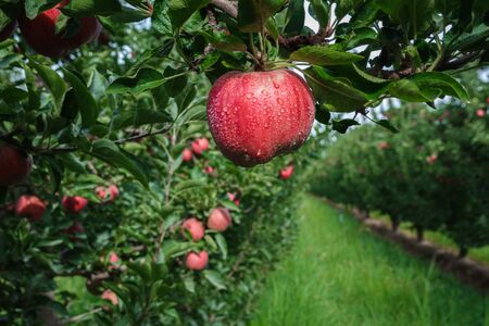 Red apple with some drops of water hanging from the branch of a tree (apple tree). Behind is a long row of apple trees. The surface is covered with green grass.の写真素材