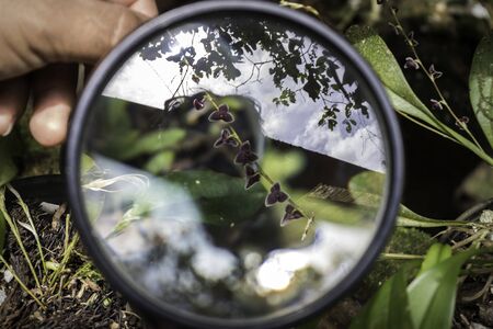 Microscopic orchids found in Ecuador seen through magnifying glassの写真素材